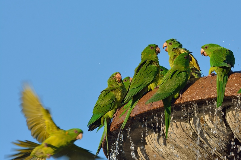 Groene aratinga